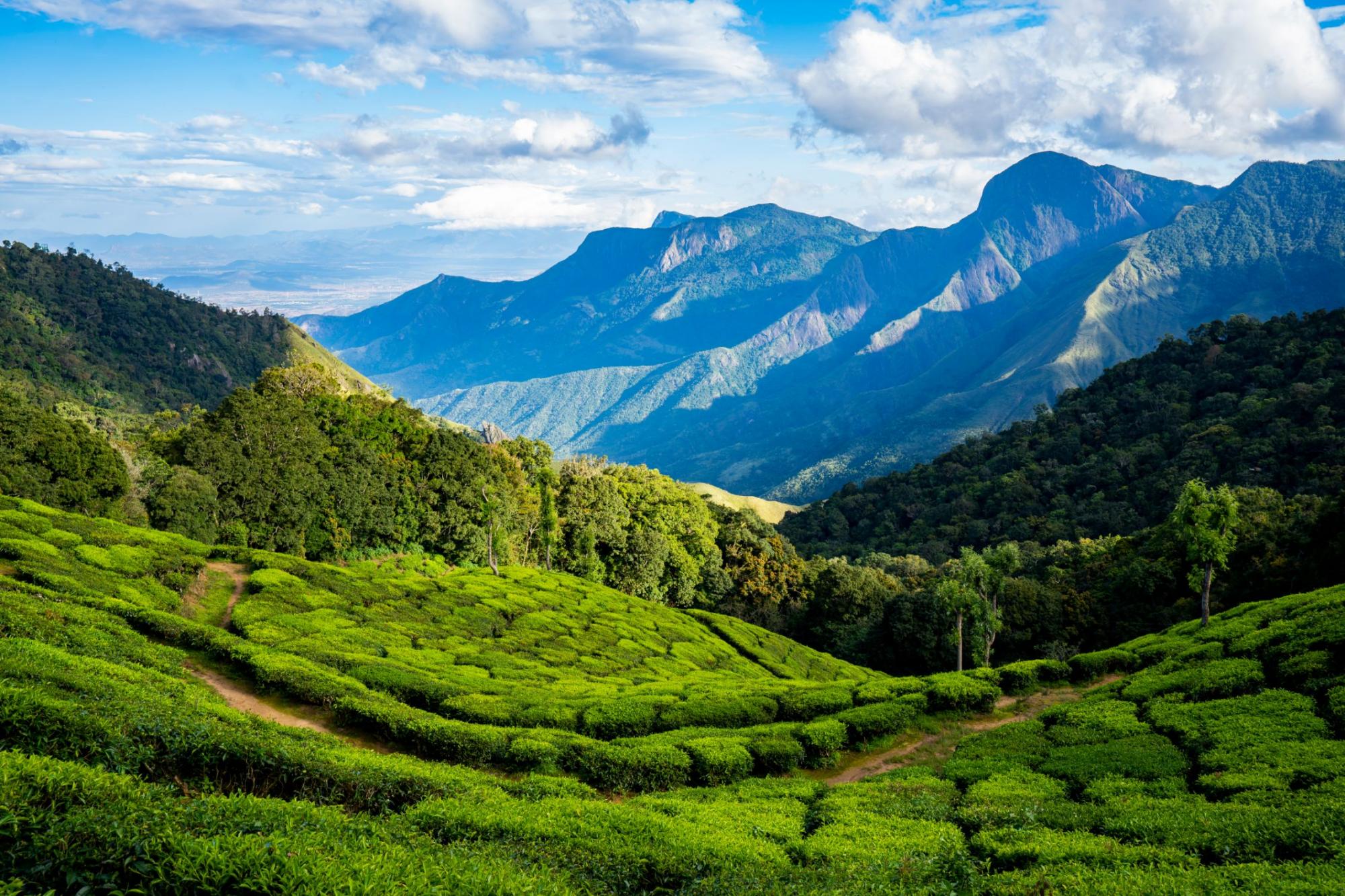 4 Nights & 5 Days – Heart of Kerala Tour image 5